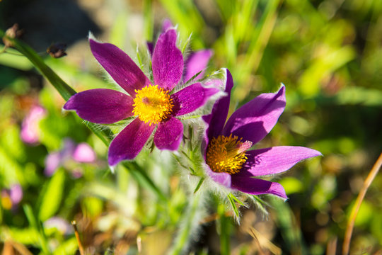 Purple pulsatilla (pasqueflower) on a sunny day in spring