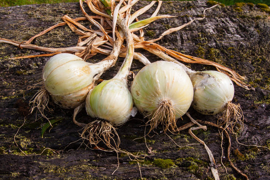 Bunch of fresh harvested garden onions on an old wooden background