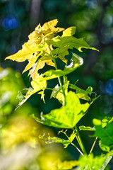 Beautiful foliage. A beautiful beautiful light at sunset.