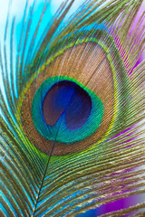 Naklejka premium Peacock color feather