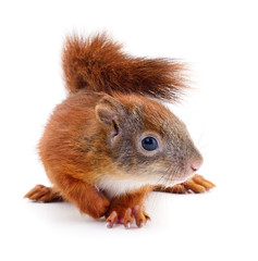 Eurasian red squirrel.