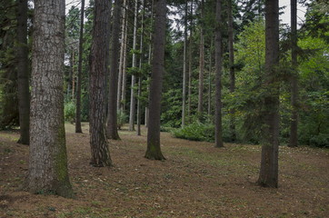 Beautiful autumnal  forest with venerable trees, located  in National monument of landscape architecture Park  in 

former time royal palace on outskirts of Sofia, Bulgaria, Europe