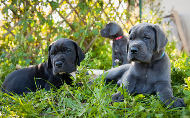 three Gray Great Dane dogs puppies outdoor