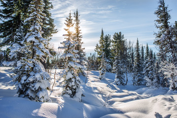 Fototapeta na wymiar amazing landscape with frozen snow covered trees at sunrise 