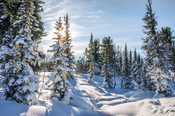 amazing landscape with frozen snow covered trees at sunrise  
