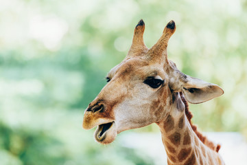 Wild African Giraffe Portrait