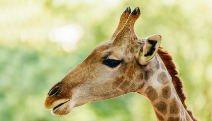 Wild African Giraffe Portrait