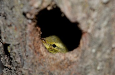 a small yellow bird in the nest