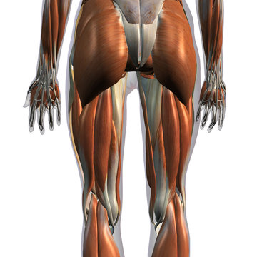 Female Posterior Leg Muscles on White