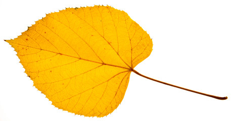 Close up of a maple leaf isolated on white background