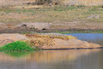 Crocodile from South Africa, Kruger National Park. Africa