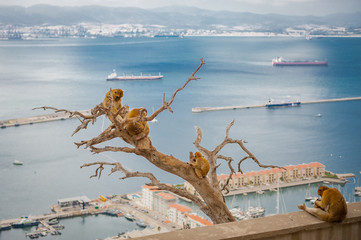 Naklejka premium United Kingdom Gibraltar Barbary macaque monkey with panorama view in background
