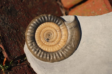 Ammonite Vermiceras scylla from Lyme regis (size about 7 centimetres)