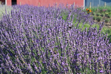 Naklejka premium Lavender