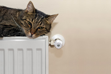 Tabby cat lying on radiator