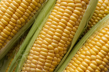 corn cob