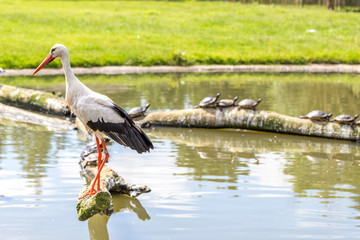Storch und Schildkröten an einem Teich