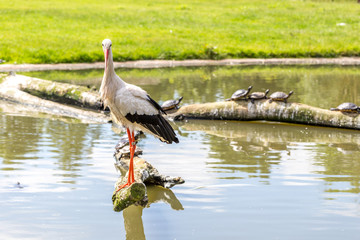 Storch und Schildkröten an einem Teich