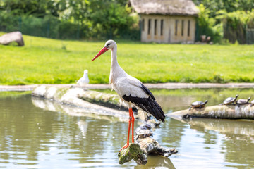 Storch und Schildkröten an einem Teich