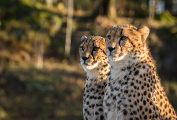 Two cheetahs, Acinonyx jubatus, looking to the left