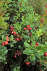 Obraz premium Bushes of bilberries with berries in the forest
