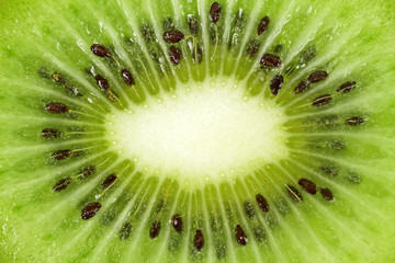 Kiwi fruit slice, for backgrounds or textures