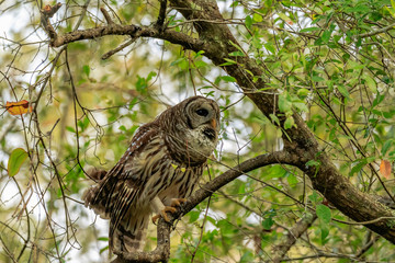 BARRED OWL