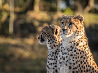 Two cheetahs, Acinonyx jubatus, looking to the left