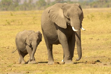 Mother and Child elephants