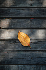 Top view of one single yellow and orange drying poplar tree leaf with shadows on dark old wooden floor