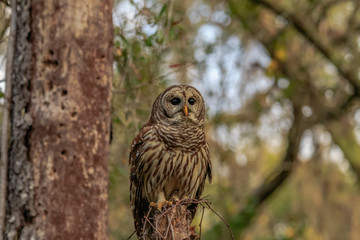 BARRED OWL