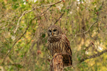 BARRED OWL