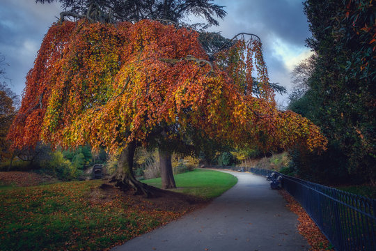 In the city park/In the city park a large beautiful tree and a path with benches, Victoria Park, Vicky Park, London