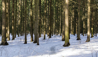 Spruces in winter forest