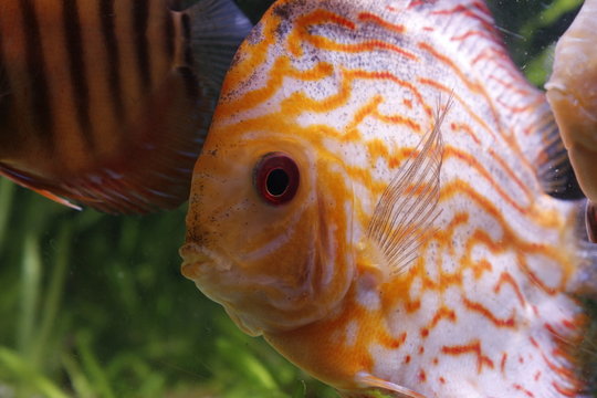 Fisch