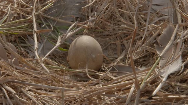 a pelican nest with an egg