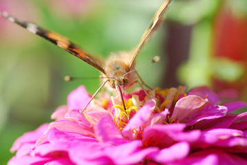 Butterfly summer nature 
