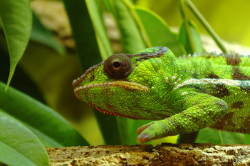 Green chameleon