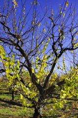 Cherry Tree in Winter