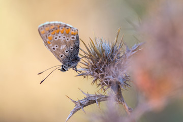 Polyommatus icarus