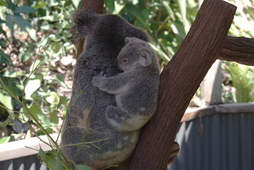 Baby Koala with Mom