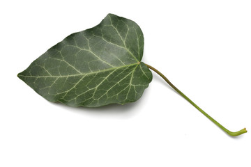 ivy leaves isolated on a white background. top view