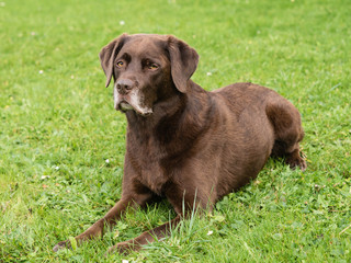 Labrador im Gras liegend