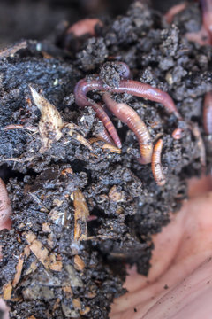 Earth Worms In Manure For Composting 