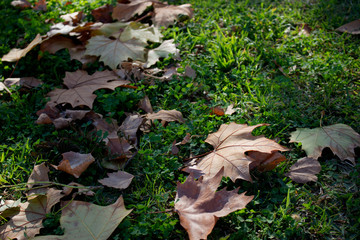 Autumn. Fallen leaves on a clover glade. Autumn in Spain.