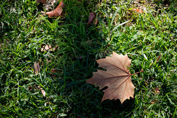 Autumn. Fallen leaves on a clover glade. Autumn in Spain.