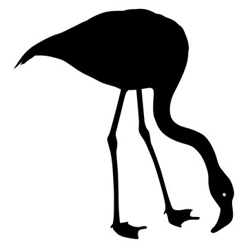 recommend clip art: Silhouette bird flamingo on a white background