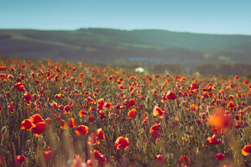 Plakat poppy field, selective focus, blurred background
