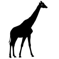 Silhouette high African giraffe on a white background