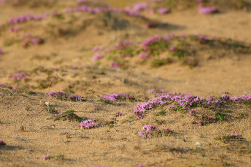 The flowers of Thymus subarcticus on the sand. Soft selective focus. Nature background. Tesrky Coast, Kola Peninsula, Russia. - 185524052